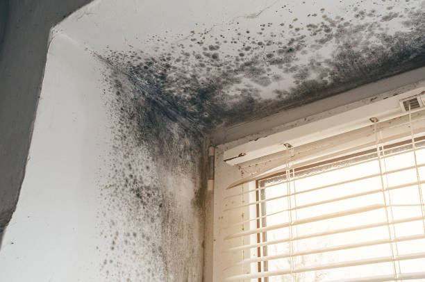 Affordable Mold Removal solutions in Millwood, VA